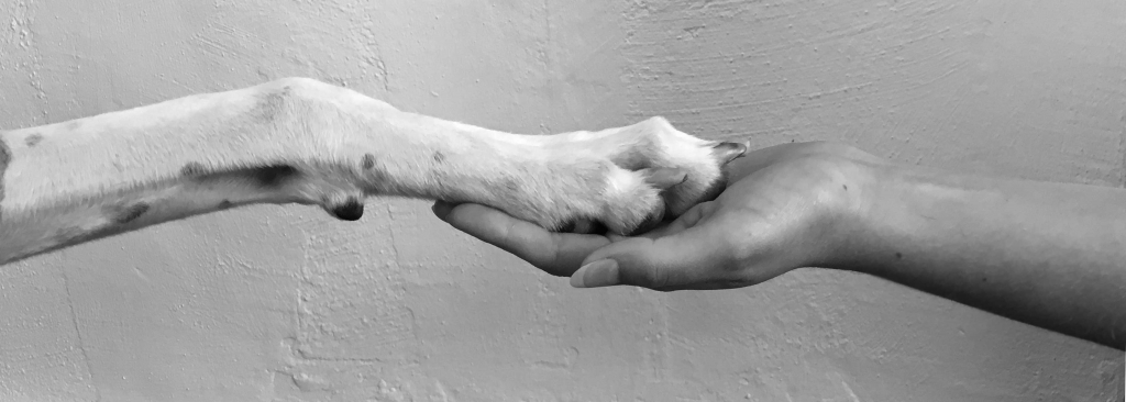 Pfote-Ajani-final-1024×366